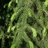 Picea abies Pendula major -- schmale Hängefichte